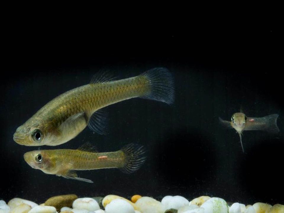 Peces