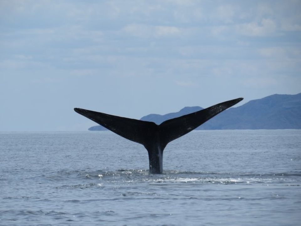 Ballena Azul