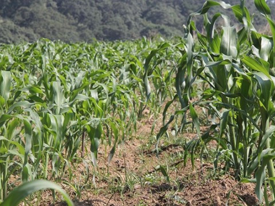 Cultivo de maíz