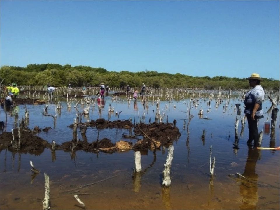 Restauración de manglar