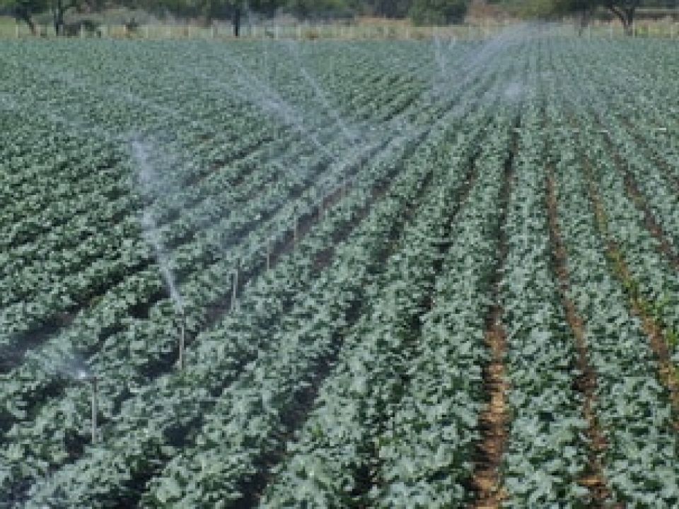 Riego de un cultivo