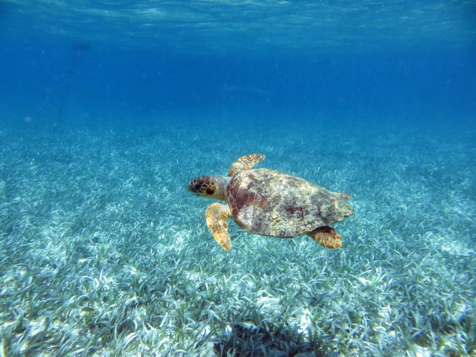 Tortuga