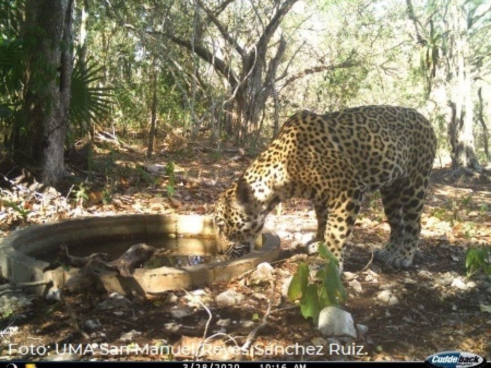 Jaguar