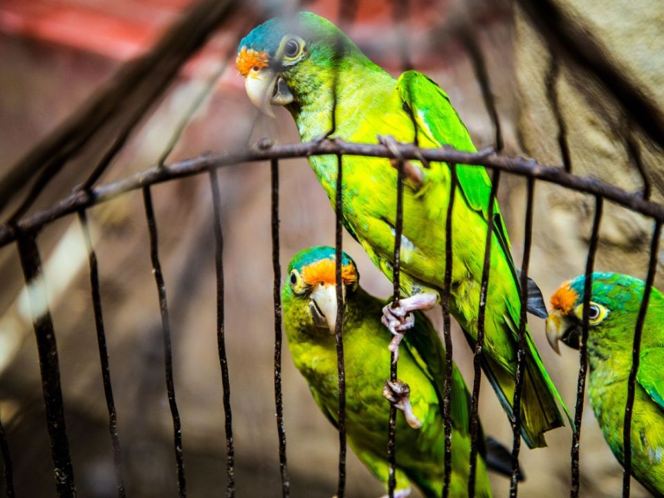 Aves en jaula