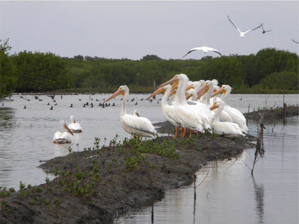 Aves migratorias