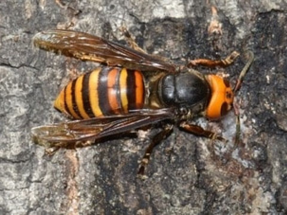 Avispón gigante asiatico