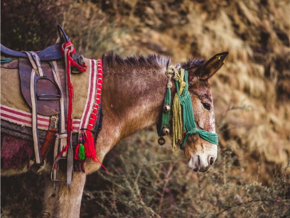 Burro 