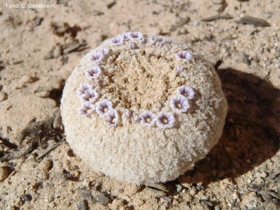Camote de las dunas