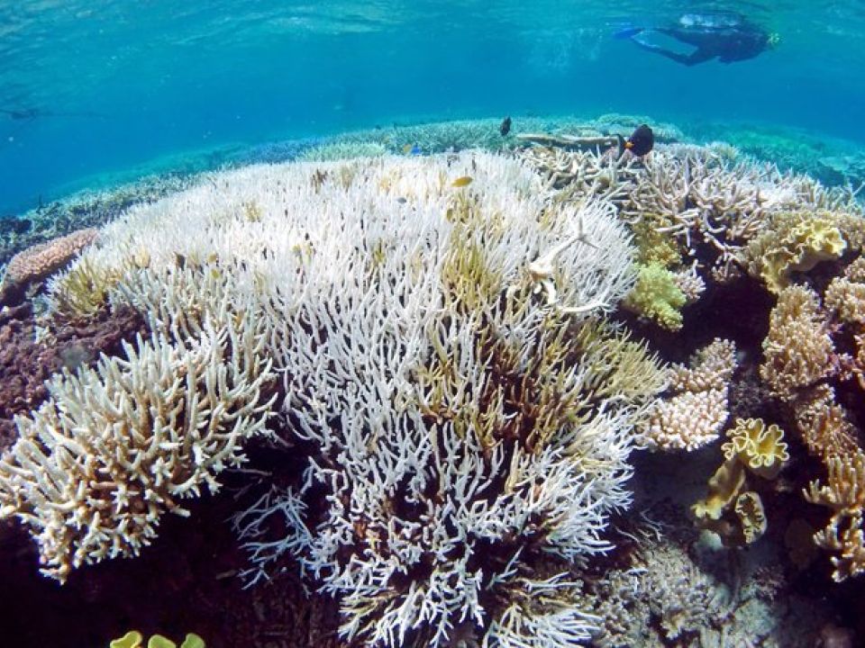 Arrecife de Coral