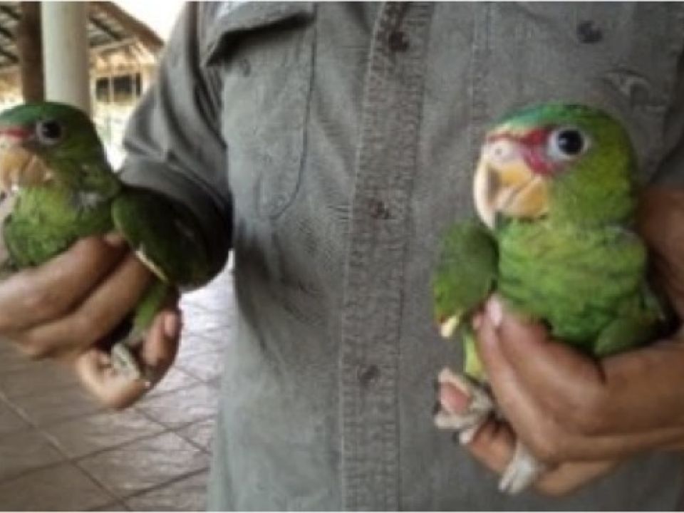 Loros