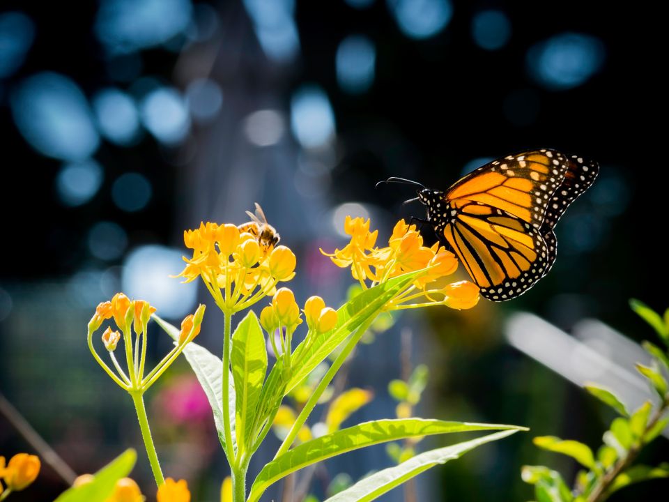 Mariposa en flor