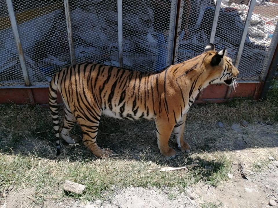 Tigre 