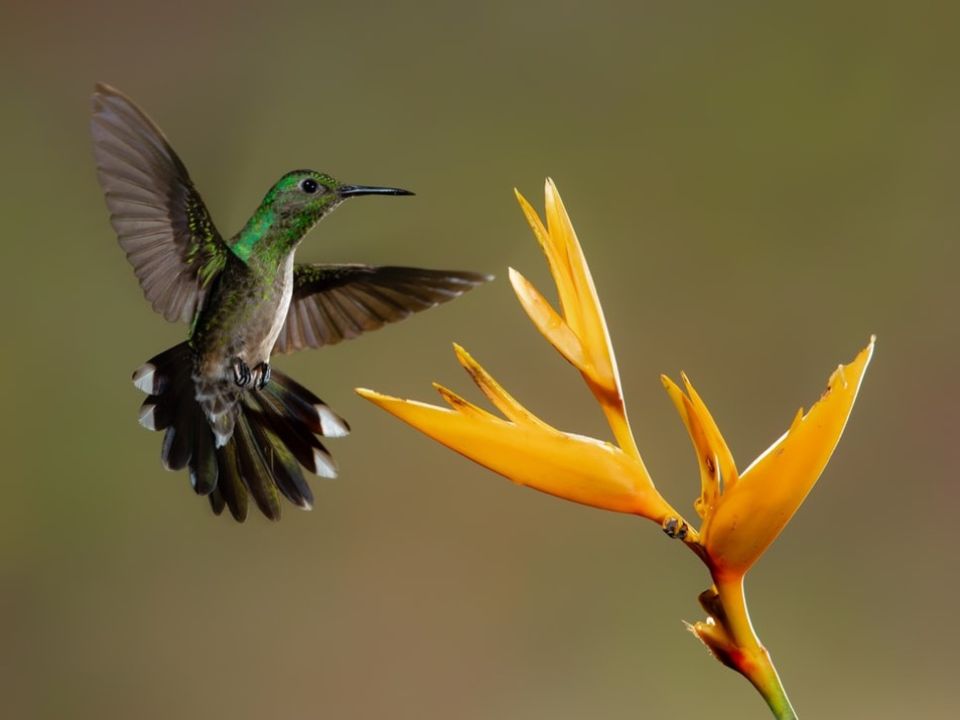 Colibrí