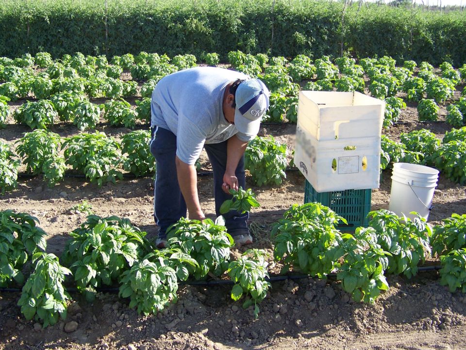 Cultivo de alimentos