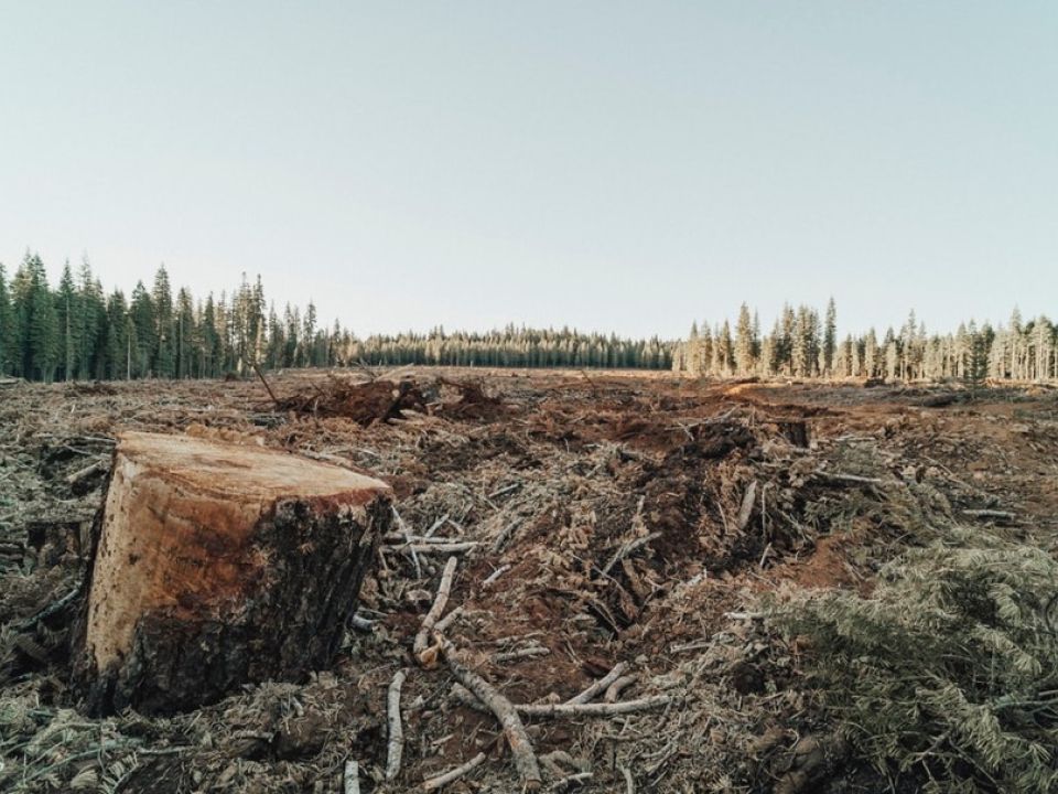 Deforestación