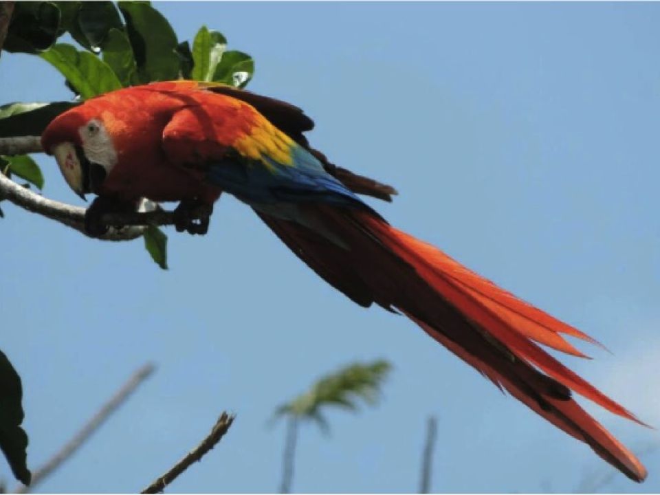 Guacamaya roja