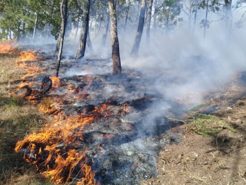 Incendio forestal