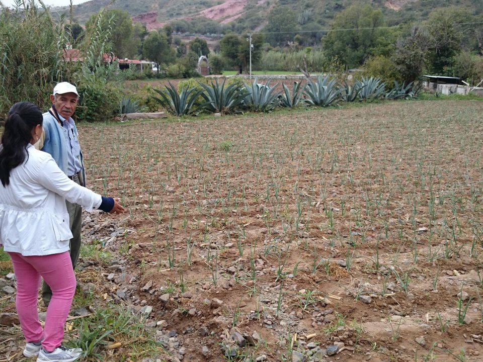 Cultivo y agricultores