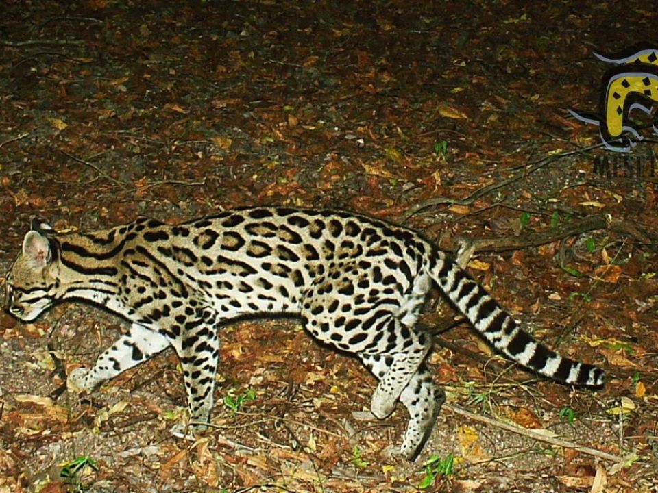 Ocelote