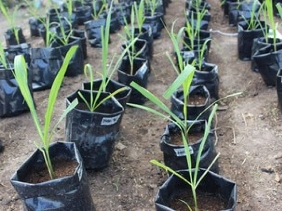 Plantas de caña de azúcar