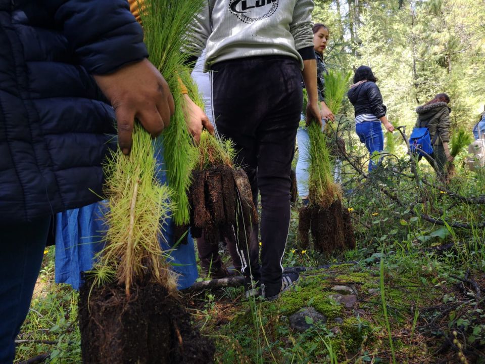 Reforestación