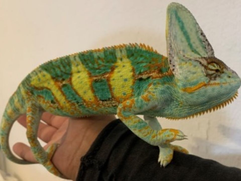 Reptil