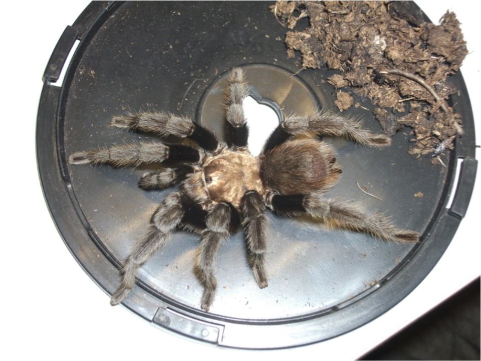 Tarántula