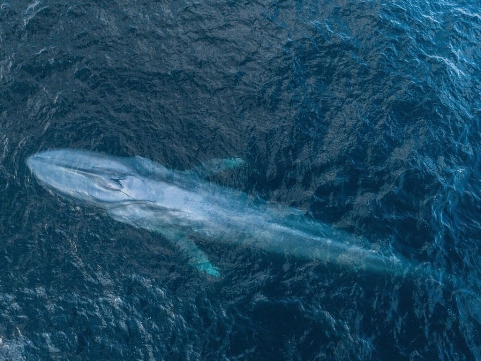 Ballena azul