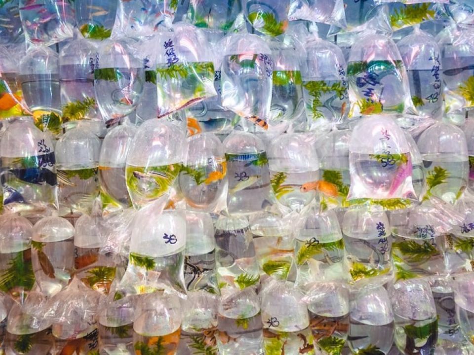 Bolsas de plástico