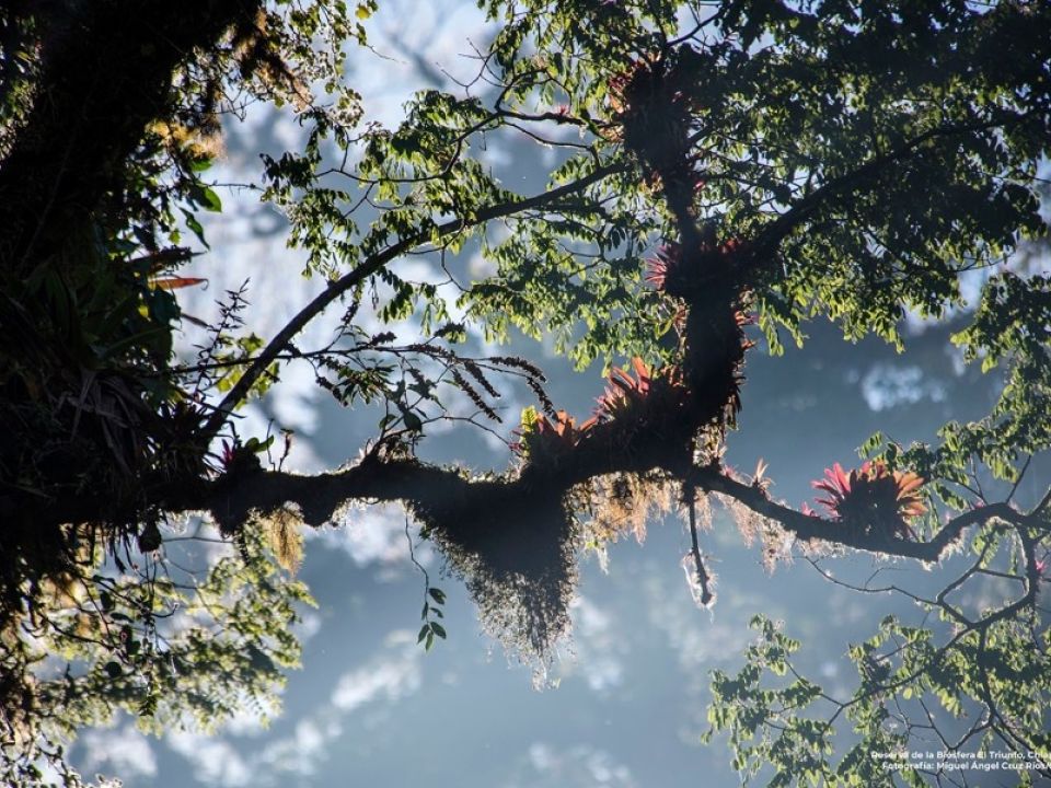 Bosque. El Triunfo