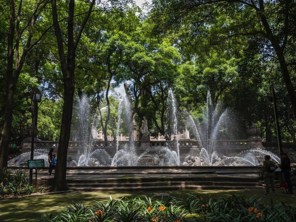 Arboles en Chapultepec