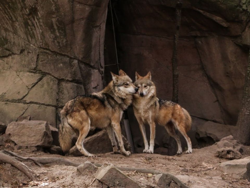 Lobo mexicano