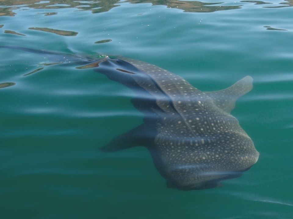 tiburón ballena