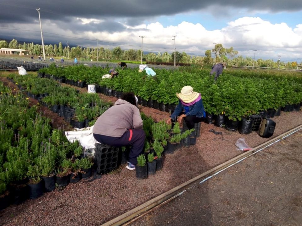 Vivero de la CdMx