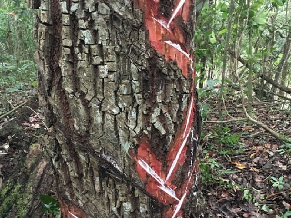 Árbol chicozapote