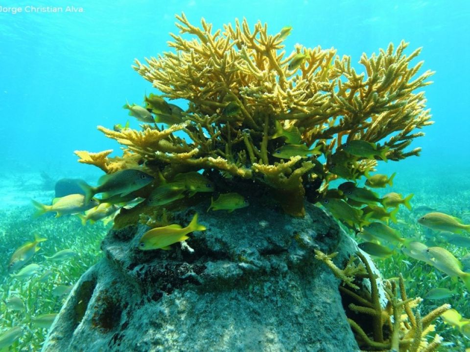 Coral