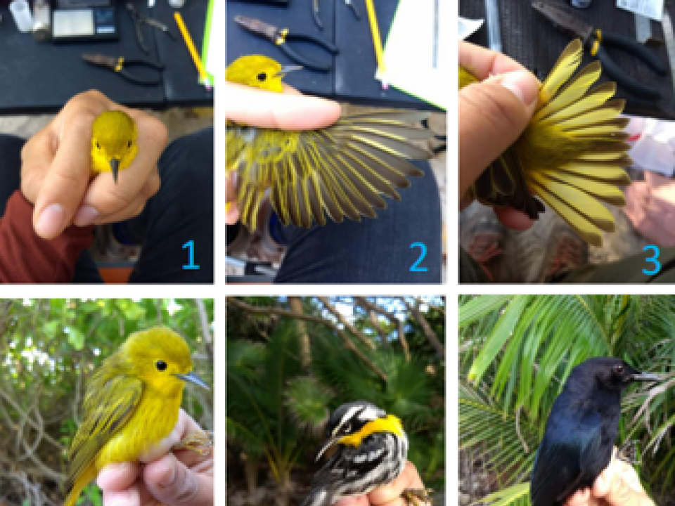 Aves de Xcacel-Xcacelito