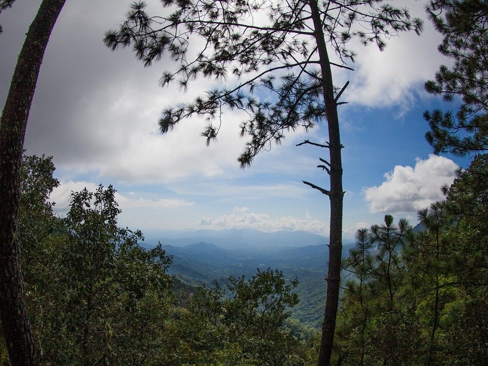 Bosque