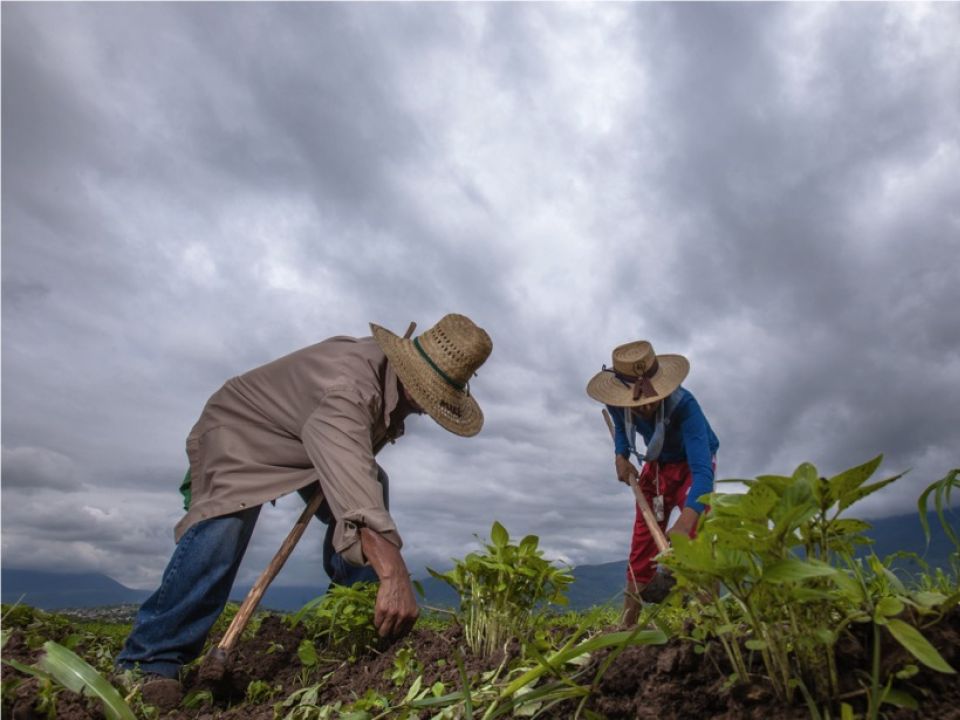 Cultivo y agricultores