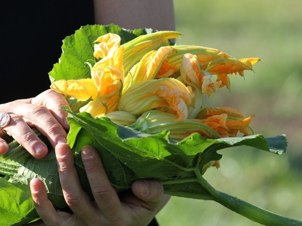 Flor de Calabaza