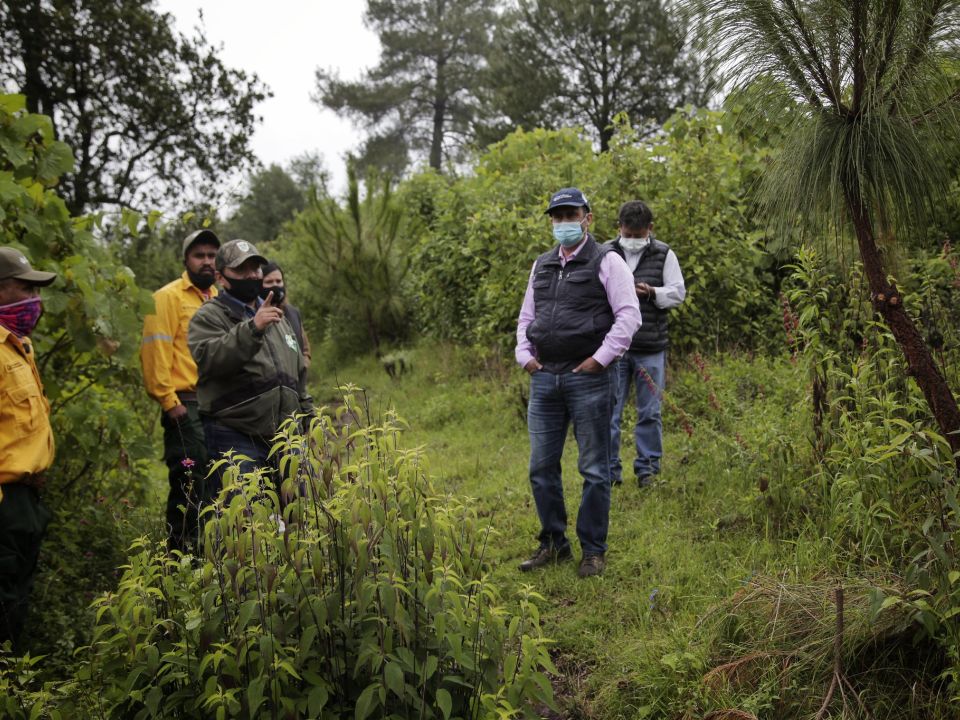 Bosque de Jalisco