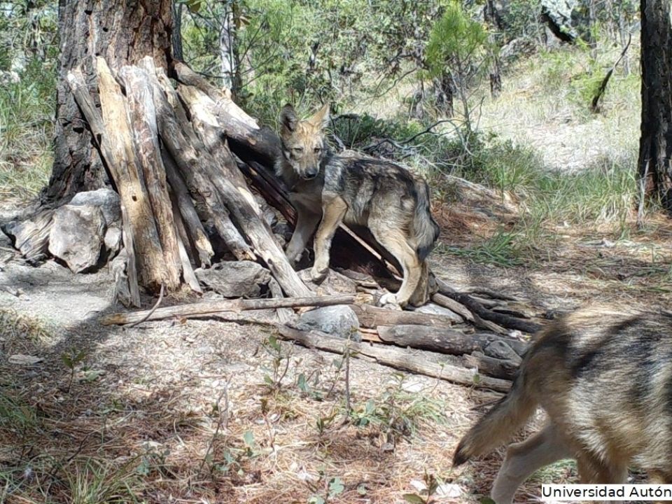 Lobo mexicano