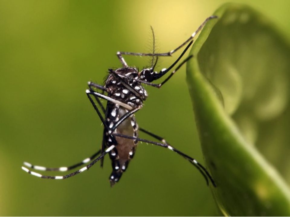 mosquito dengue