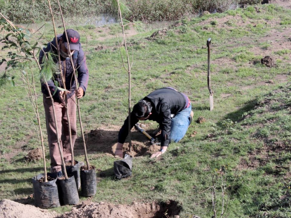 Reforestación