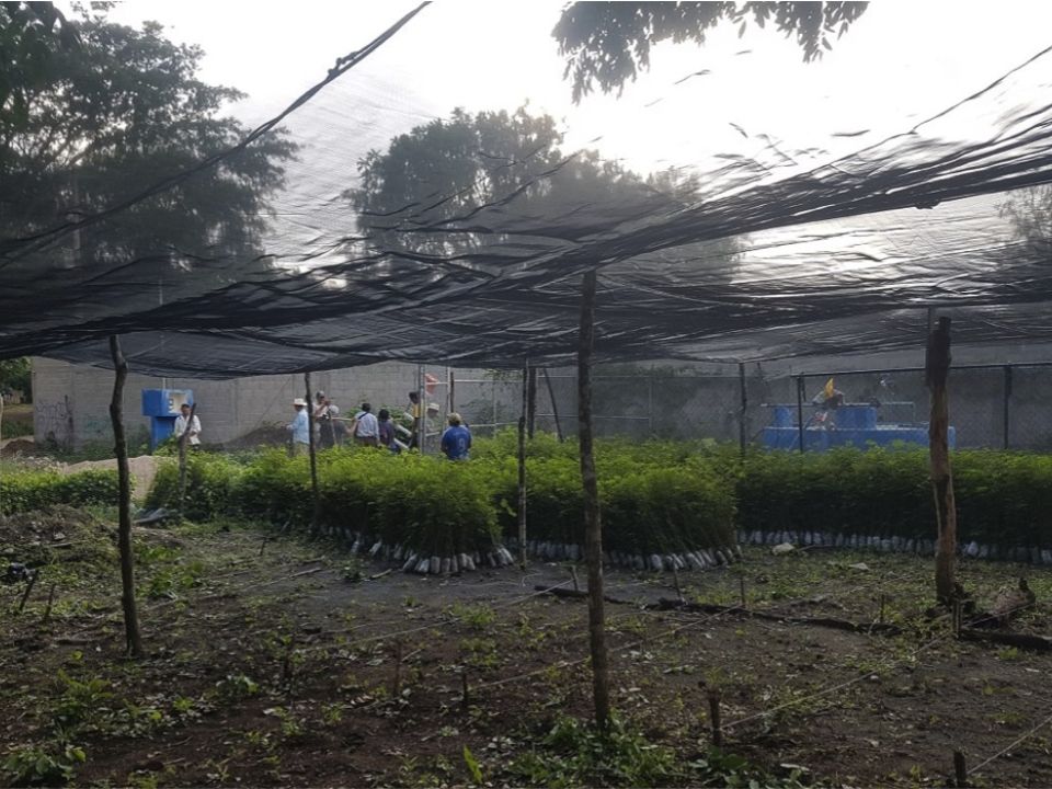 Vivero en Chiapas
