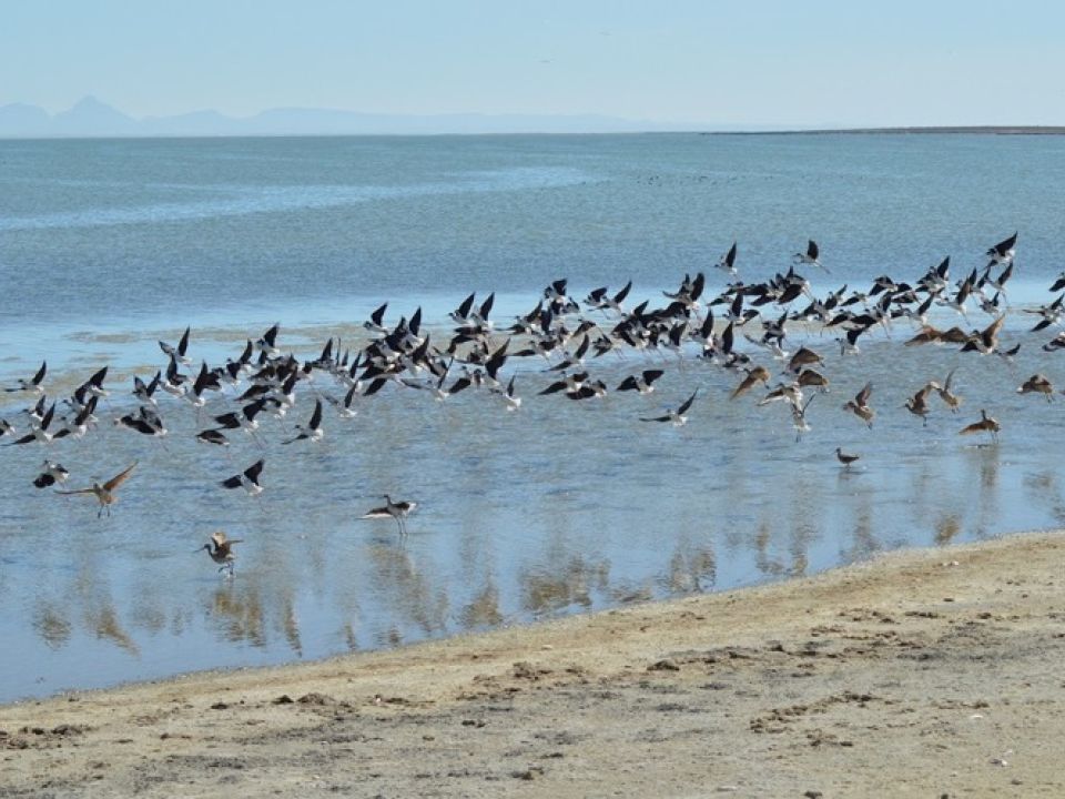 Aves playeras
