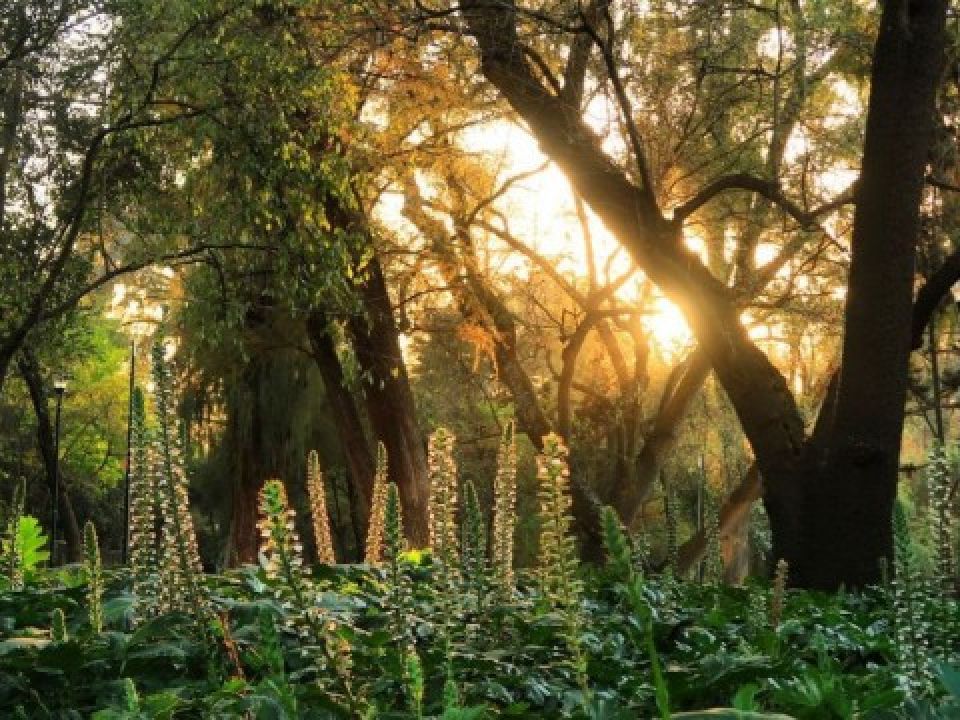 Bosque de Chapultepec