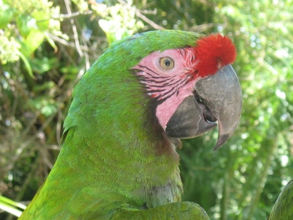Guacamaya verde
