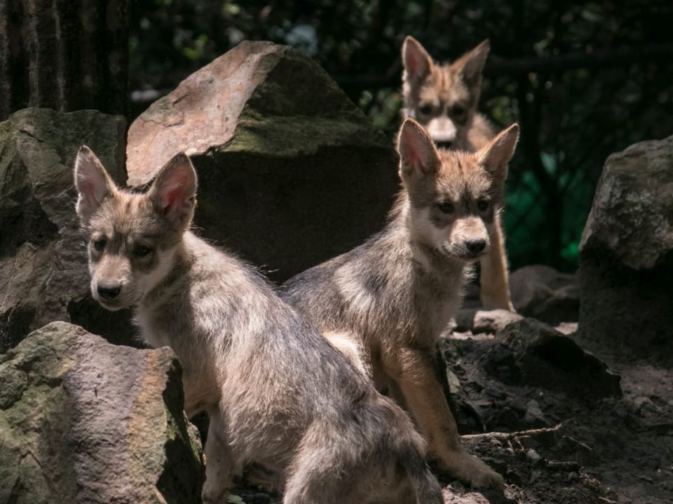 lobo mexicano