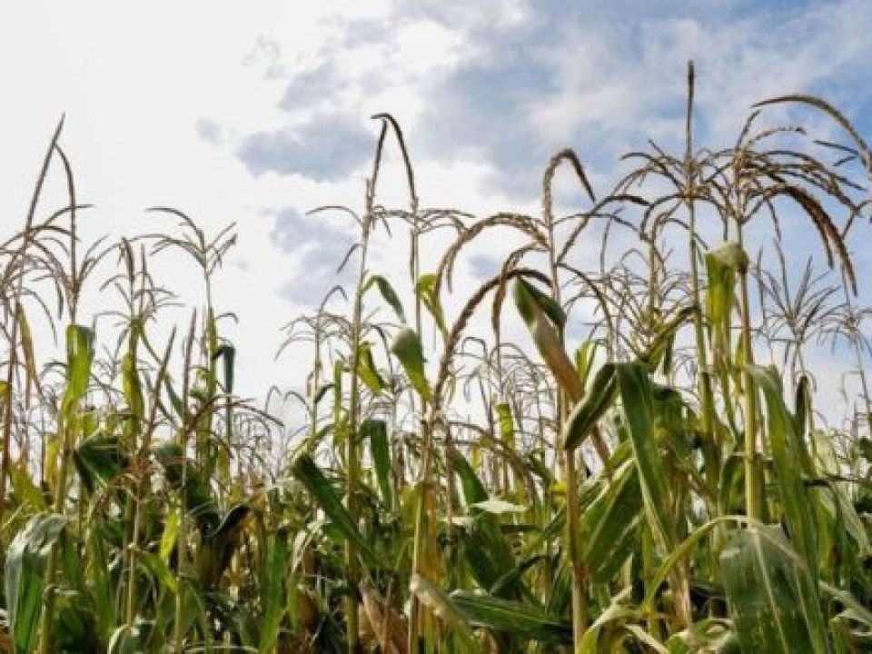 Milpa